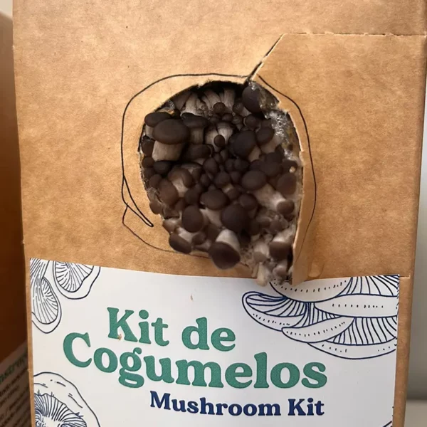 Kit Cogumelos - Ostra - Image 3