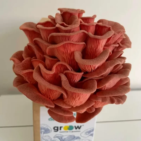 Kit Cogumelos - Rosa - Image 2
