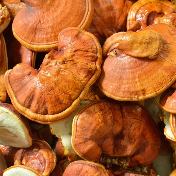 Kit Cogumelos - Reishi
