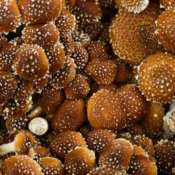 Kit Cogumelos - Shiitake